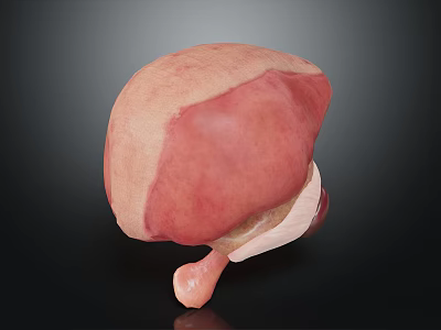 3D Rendered Human Liver Model For Medical Education And Anatomical Study 3d model