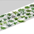 Various Green Ground Cover Plants With Different Leaf Shapes And Textures 3d model