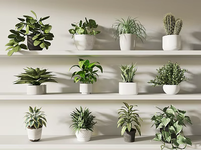 Indoor Decorative Potted Plants Display On White Shelves With Various Green Species 3d model