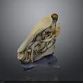 Detailed Animal Skull Anatomy With Visible Teeth And Bone Structure On Blue Stand