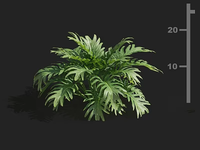 Vibrant Healthy Lush Green Plant Featuring Feathery Leaves Against Dark Background 3d model