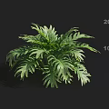Vibrant Healthy Lush Green Plant Featuring Feathery Leaves Against Dark Background