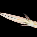Modern Fish 3d model