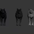 Three Different Colored Wolves Standing In Studio With Realistic Fur Details