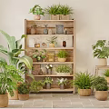 Indoor Bonsai Potted Plants Display On Wooden Shelf With Various Greenery And Decor
