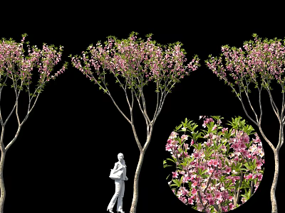 Edible Pink Flowers on Spring Trees with Person and Close up Bloom Details 3d model