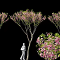 Edible Pink Flowers on Spring Trees with Person and Close up Bloom Details