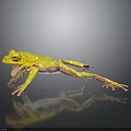 Green Frog With Extended Limbs Leaping on Smooth Gray Surface With Reflection 3d model