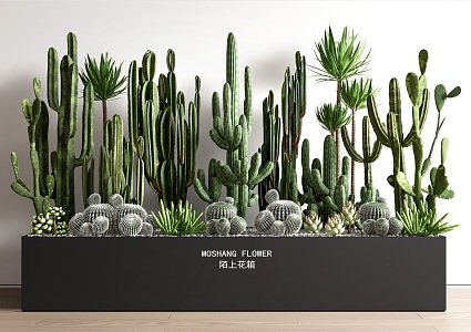 succulent plant cactus potted plant potted plant combination fleshy flower box landscape landscaping 3d model