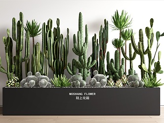 succulent plant cactus potted plant potted plant combination fleshy flower box landscape landscaping 3d model