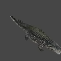 Realistic Crocodile Head Close Up Showing Open Mouth Sharp Teeth And Textured Skin