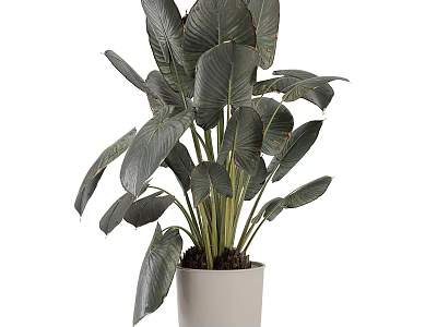 Lush Indoor Plant with Large Green Leaves in Light Gray Pot for Home Decor 3d model