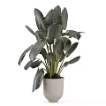 Lush Indoor Plant with Large Green Leaves in Light Gray Pot for Home Decor