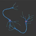 Neurons As Neural Organ Components And Their Influence On Hair Growth Mechanism