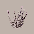 Elegant Purple Stemmed Plants With Pink Flowers Purple Leaves And Shadows