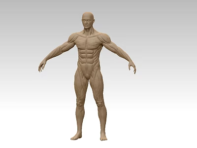 Anatomical Man Muscular Structure Model With Detailed Muscle Definition And Full Body Pose 3d model