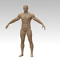 Anatomical Man Muscular Structure Model With Detailed Muscle Definition And Full Body Pose 3d model