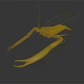 Aquatic Animal Shrimp With Long Claws Antennae And Detailed Body Structure On Dark Background