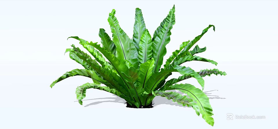 Beautiful Lush Green Shrub with Large Fronds for Indoor Garden Decor 3d model 
