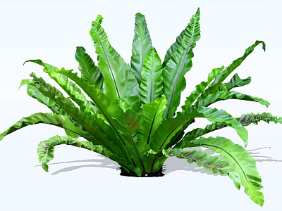 Beautiful Lush Green Shrub with Large Fronds for Indoor Garden Decor 3d model