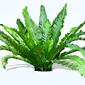 Beautiful Lush Green Shrub with Large Fronds for Indoor Garden Decor