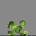 Fresh Green Cabbage Leaves Including Whole Head And Loose Separated Pieces