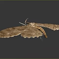 Brown Moth With Delicate Detailed Textured Wings Displaying Open Wing Structure