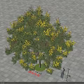 Blossoming Arbor With Yellow Flowers Standing 4 Meters Tall On Paved Ground Near Two People