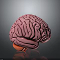 Human Brain 3D Rendered Model Featuring Pinkish Color And Detailed Anatomical Structure 3d model