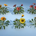 Colorful Garden Flowers With Yellow Red Petals And Green Leaves