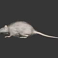 Brown Furry Rat Standing on Dark Reflective Surface With Detailed Whiskers and Tail