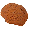 The Modern Brain 3d model