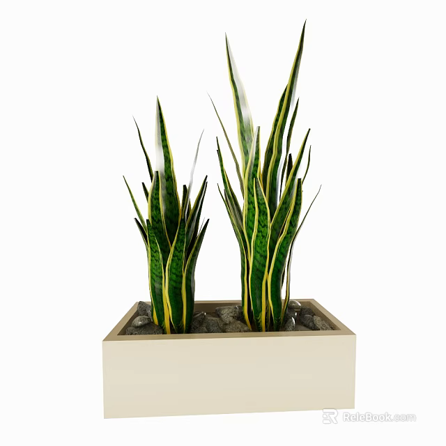 Bonsai Potted Plants with Green Yellow Striped Leaves in Square Light Pot and Pebbles 3d model 