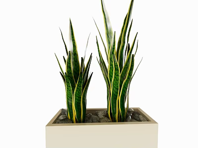 Bonsai Potted Plants with Green Yellow Striped Leaves in Square Light Pot and Pebbles 3d model