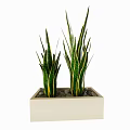 Bonsai Potted Plants with Green Yellow Striped Leaves in Square Light Pot and Pebbles