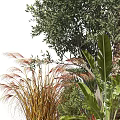 Indoor Decorative Bonsai and Potted Plants With Palm Olive Tree and Greenery Arrangement