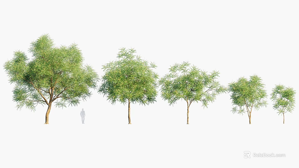 Arbor Trees of Different Sizes with Human Figure for Size Comparison 3d model