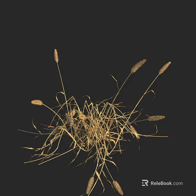 Dried Grass with Spiky Inflorescences Arranged on Black Background 3d model