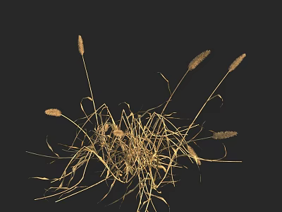 Dried Grass with Spiky Inflorescences Arranged on Black Background 3d model