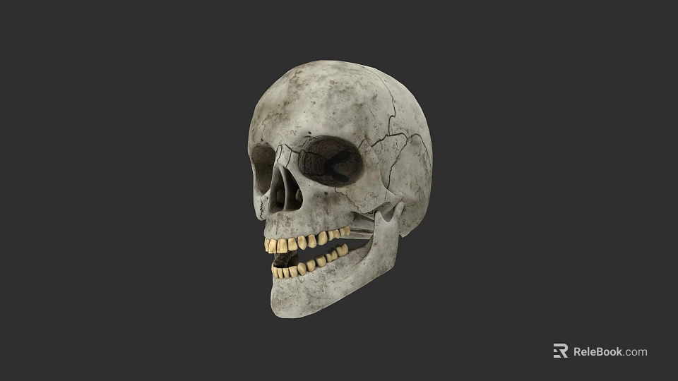 Human Skull With Grayish White Surface Cracks And Visible Teeth On Dark Background 3d model 