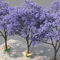 Three Purple Flowering Trees Planted On Stone Paved Platform With Dense Canopies