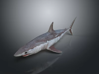Realistic Gray Shark With Streamlined Body And Sharp Fins In Marine Life 3d model