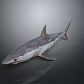Realistic Gray Shark With Streamlined Body And Sharp Fins In Marine Life