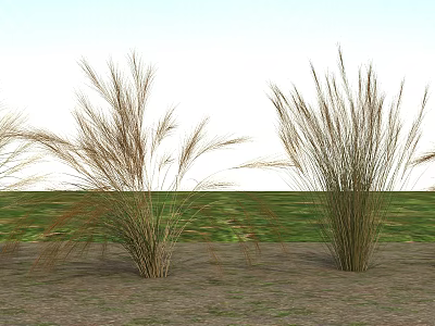 Tall Grass Plants Growing in Soil With Green Grassland and Light Sky 3d model