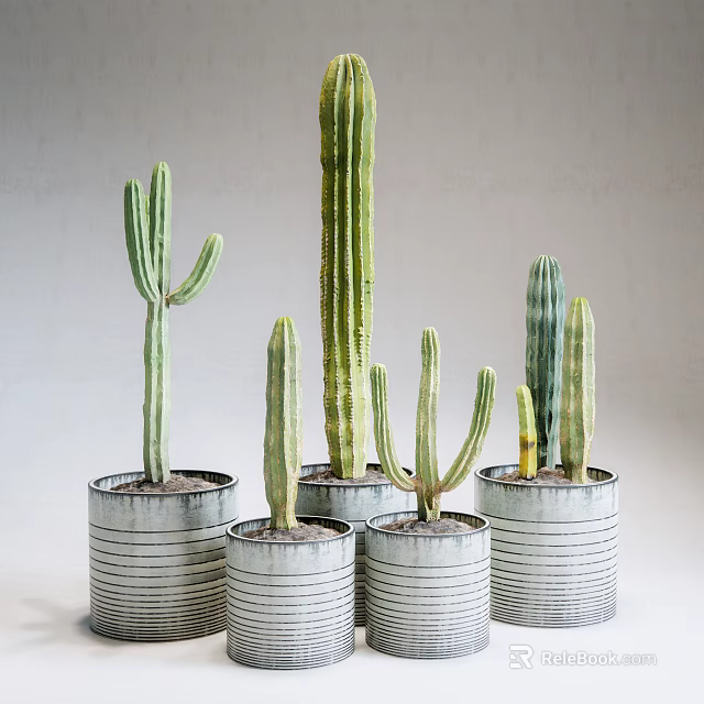 Indoor Decorative Cactus Potted Plants in Striped Metal Pots Against Light Colored Wall 3d model 