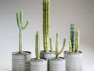 Indoor Decorative Cactus Potted Plants in Striped Metal Pots Against Light Colored Wall 3d model