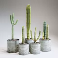 Indoor Decorative Cactus Potted Plants in Striped Metal Pots Against Light Colored Wall