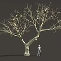 Tall Leafless Tree With Thick Trunk Detailed Branches And Standing Person
