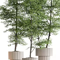 Bonsai Potted Trees with Slender Trunks Lush Green Leaves and Square Planters