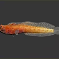 Orange Aquatic Fish with Red Spots Large Eyes Whiskers Slender Body Reflection on Dark Background